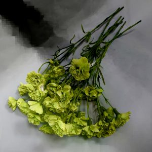 Гвоздика кустовая — фото 2