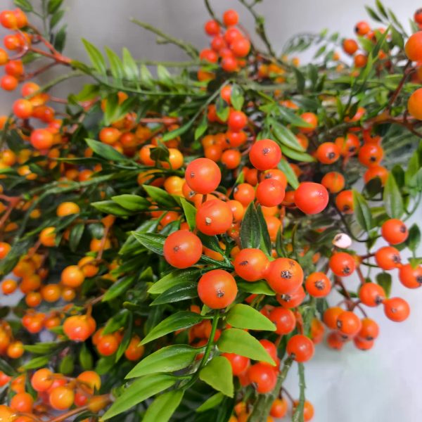 Ветка рябины