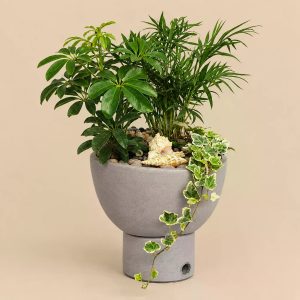 Композиция из горшечных растений №2 — фото 3