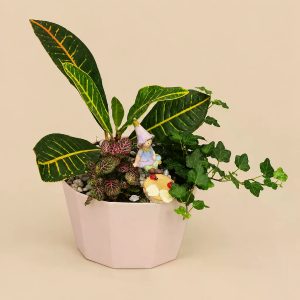 Композиция из горшечных растений №3 — фото 3